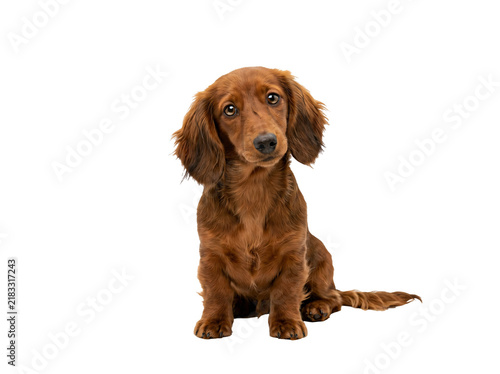 Foto Adorable longhaired dachshund puppy with big soulful eyes and silky brown fur si