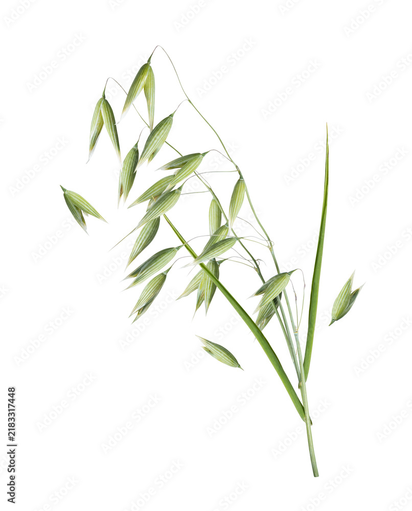 Obraz premium Green oat stalks with grains close-up isolated on transparent background