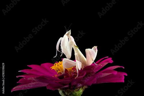An orchid mantis is standing on a flower.