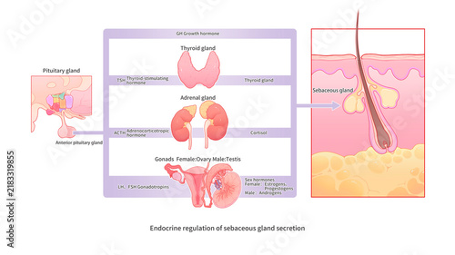 Sebum secretion endocrine regulation, illustration