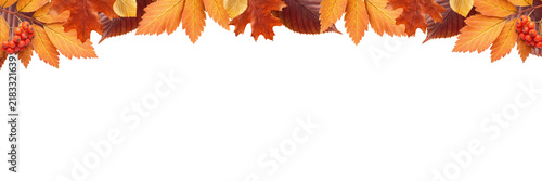Autumn leaves and rowan berries top border header for Thanksgiving website banner product discount flyer poster