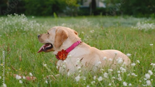 Yellow Labrador Retriever Lying on Clover Lawn Holding Red Puller Toy in Mouth Outdoors