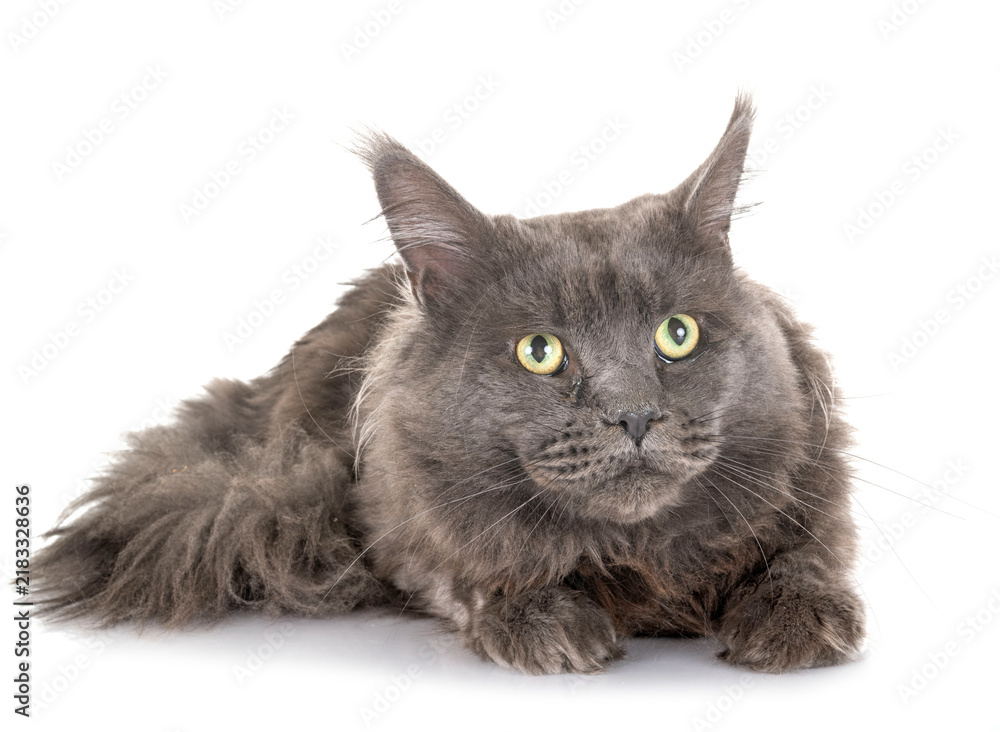 Fototapeta premium maine coon cat