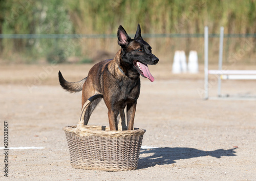 Принти на полотні training of belgian shepherd