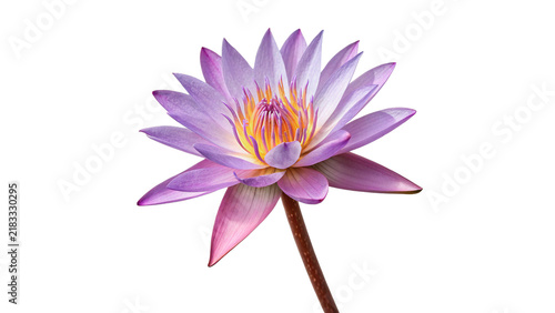 фотографія Beautiful purple lotus flower lily blossom delicate seasonal aquatic nature isol