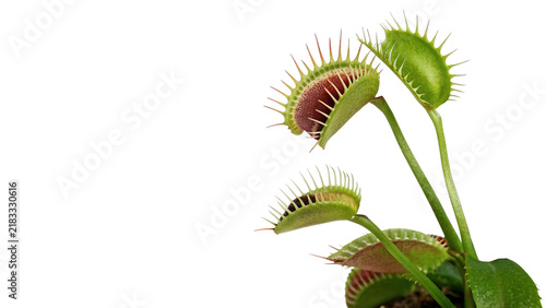 Canvas Print Exotic carnivorous venus flytrap plant mechanism detailed wild predatory botany