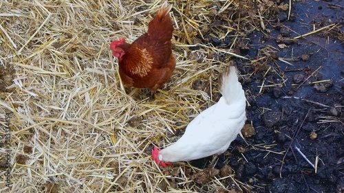 Two hens brown and white foraging and scratching for food in straw on a farmyard.