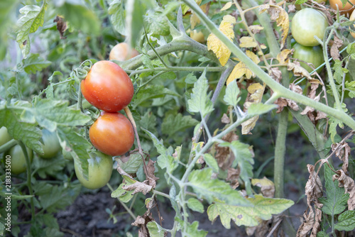 Foto A pair of ripe, reddish-orange tomatoes hanging prominently from a tomato plant vine in a garden, surrounded by abundant green foliage and various green unripe tomatoes under natural daylight