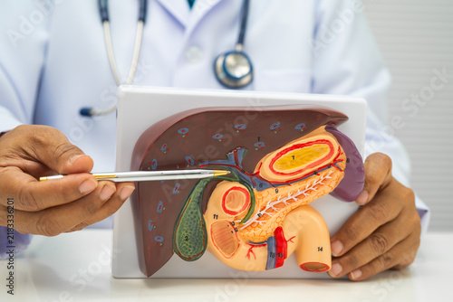 Fotografía Liver with gallbladder, pancreas spleen and duodenum, Asian doctor holding human anatomy model for study diagnosis and treatment in hospital