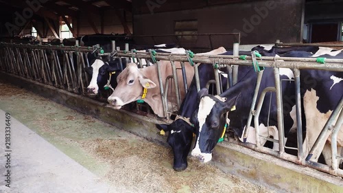 Cows feeding on hay in headlocks inside livestock barn on dairy farm.