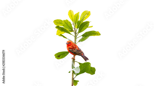 Foto Small red bird perched on green leafy branch isolated on white background with g