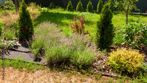 Quadro su tela Lush garden with diverse plants and manicured landscaping on a sunny day