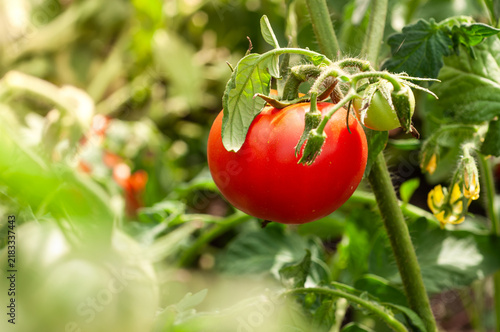 Bild auf Leinwand Ripe red tomato hanging on a vine in a garden with soft sunlight