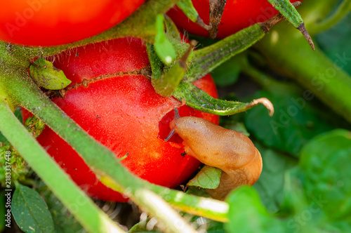 Slug eating a ripe red tomato on the vine in a garden setting
