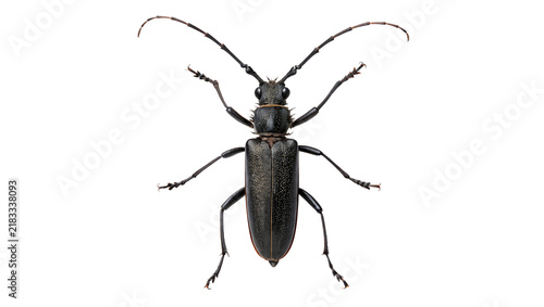 Foto Longhorn beetle insect with long antennas isolated on transparent background
