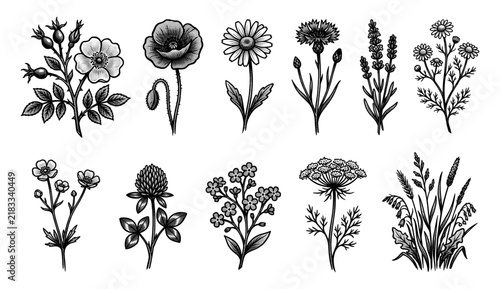 Meadow flower halftone illustration elements