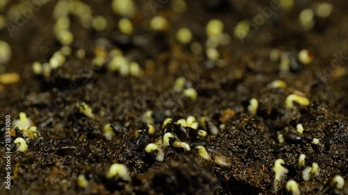 Macro time-lapse of a young sprout emerging and unfolding leaves in soft light.
