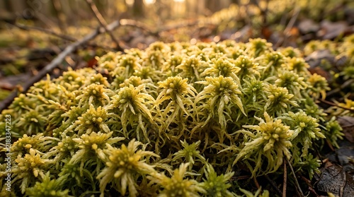 Green sphagnum moss grows on the forest floor in golden sunlight