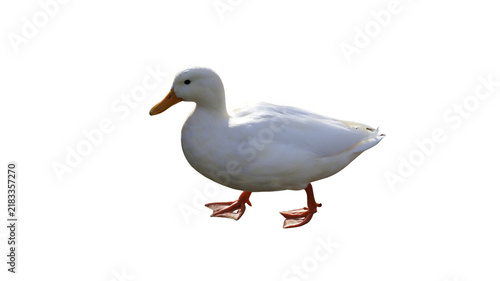 Fotografie Full body studio shot of a white duck standing on a plain white background with