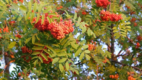 Rowan branches with bright orange berries and green leaves sway slowly in the wind. Natural autumn background
