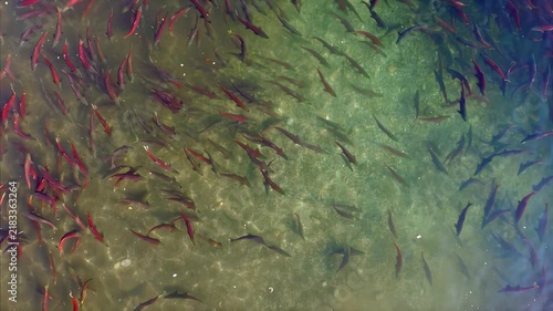 School of salmon swimming upstream in clear shallow water over gravel