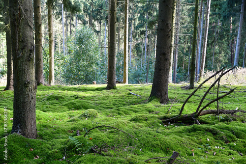 Waldlandschaft