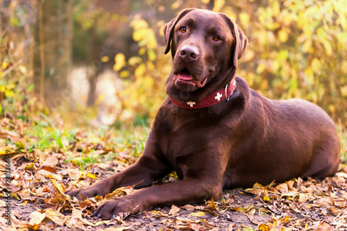 Labrador Retriever im herbstlichen Park