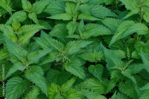 Green stinging nettle leaves background. Fresh wild common nettle plant texture, botanical macro pattern of sharp carved leaves.