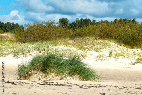 Sandy dunes with green marram grass tussock on the beach, wild coastal shrubs and trees under blue cloudy sky. Baltic sea coast landscape.
