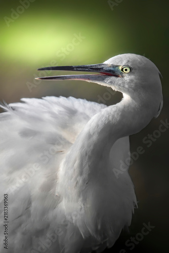 A close-up portrait of a great egret