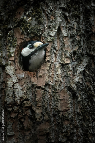 Woodpecker in the tree