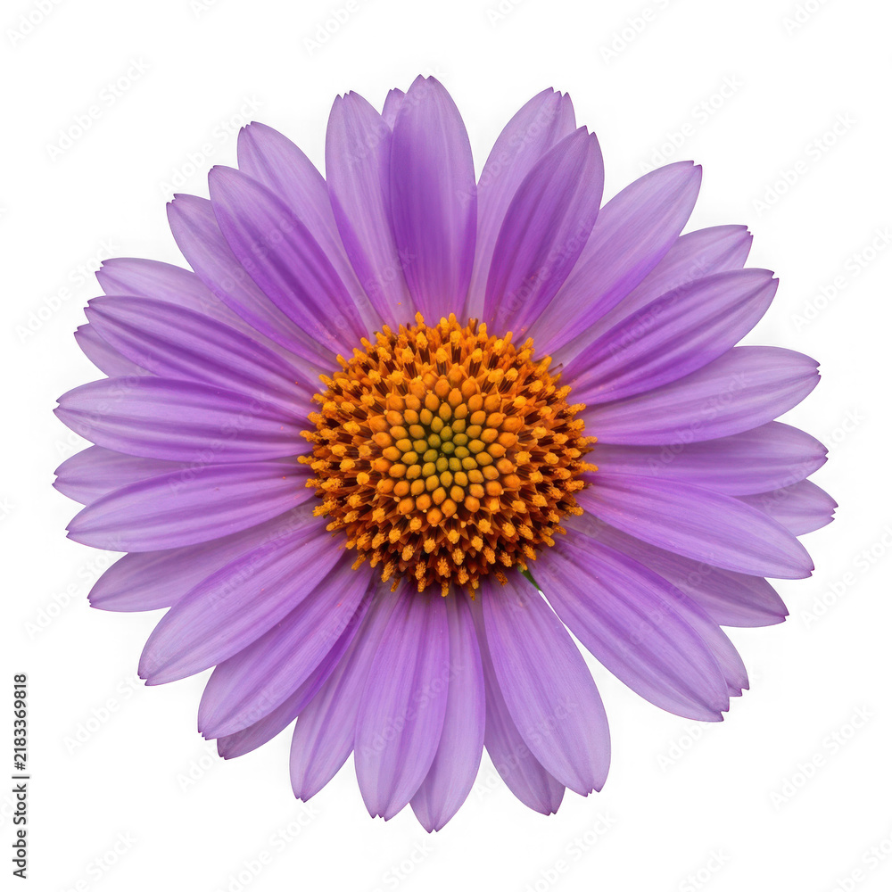 Obraz premium Single beautiful purple daisy flower with yellow center