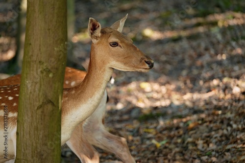 Beautiful animals in a wild nature. Fallow deer (Dama dama) Colorful natural background. Forest in Czechia.