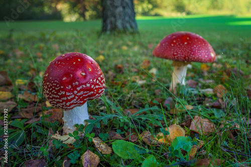 red mushroom in the forest