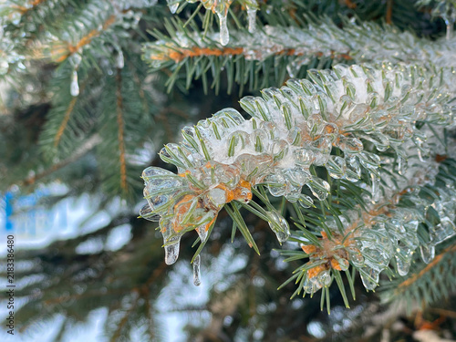 Фотография Spruce Needles Encased in Clear Ice