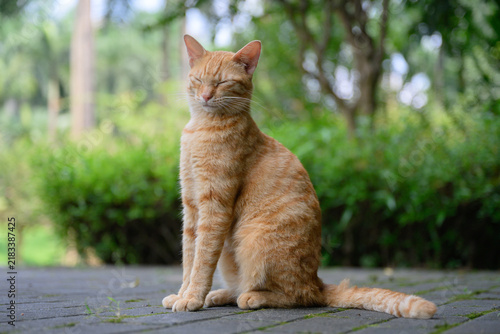 The tabby cat is sitting on the ground in the park