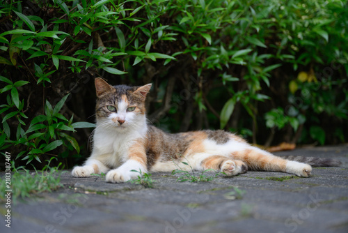 The tabby cat is lying on the ground in the park