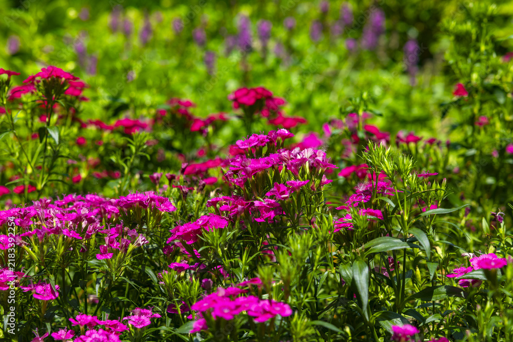Fototapeta premium Pink Flowers Blooming in a Lush Garden