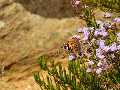 Painted Lady or Vanessa cardui butterfly perched on Rock Sea Spurrey or Spergularia rupicola wildflowers on coastal rocks above the Atlantic Ocean in the Peniche area, Central Portugal, in summer