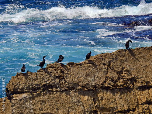 Great Cormorants birds resting on coastal rocks along the Atlantic shoreline in the Peniche area, Central Portugal, photographed during summer season