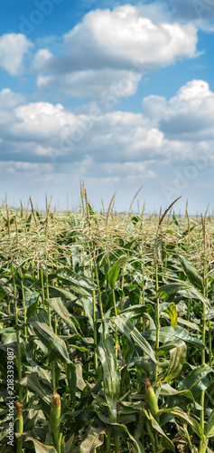 a field of sweet corn or fodder corn during the period of formation and panic...