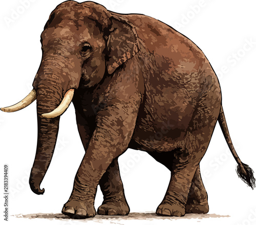 фотографія Elephas maximus illustration art