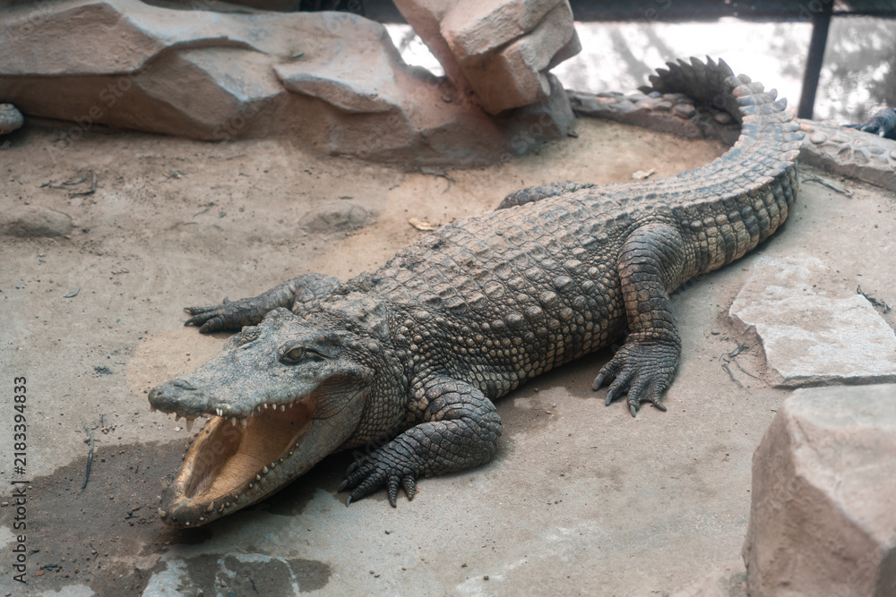Fototapeta premium Crocodile Resting with Open Mouth in Zoo Enclosure