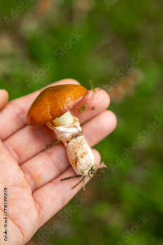 Foto Woman's hand holds young Suillus luteus Slippery Jack mushroom freshly picked during foraging walk in forest