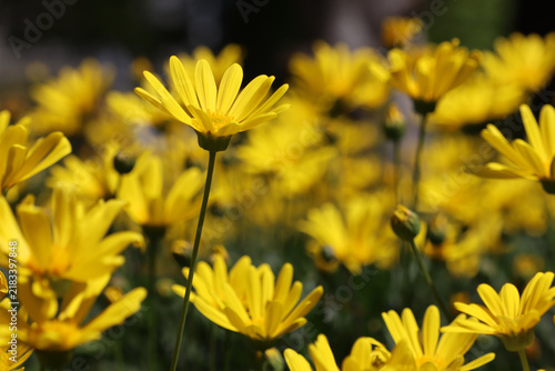 Yellow Wildflowers Blooming in a Meadow