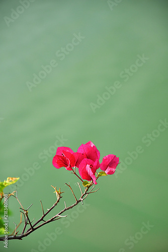 Fotografía Pink Bougainvillea Branch Against Soft Green Background