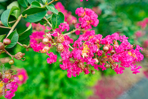 Foto Bright pink crape myrtle blossoms and buds against lush green foliage