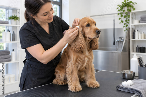 Obraz na płótnie Preparing Cocker Spaniel Ears Before Bath
