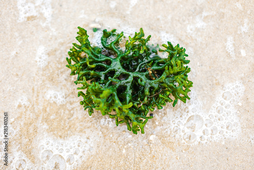 Fotografie close up of Green seaweed surrounded by sea foam washed ashore on a sandy beach