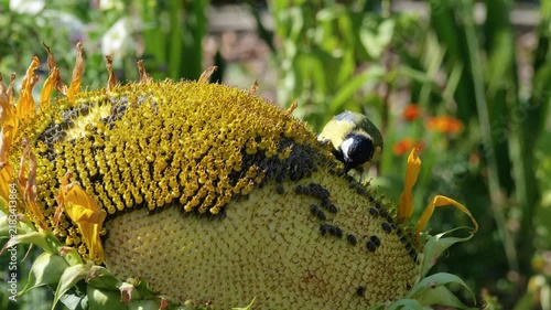 Great tit feeding from a ripening sunflower in sunlit garden